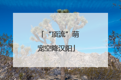 “顶流”萌宠空降汉阳