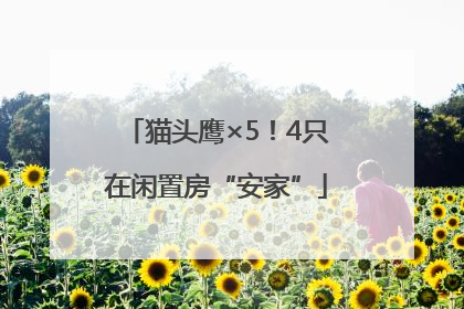 猫头鹰×5！4只在闲置房“安家”
