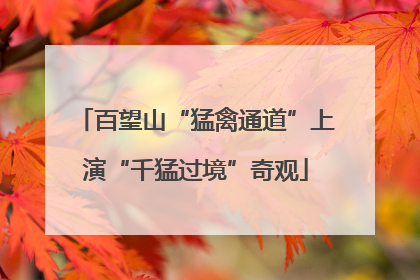 百望山“猛禽通道”上演“千猛过境”奇观