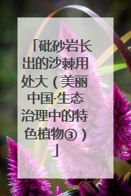 砒砂岩长出的沙棘用处大（美丽中国·生态治理中的特色植物③）
