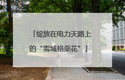 绽放在电力天路上的“雪域格桑花”