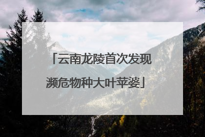 云南龙陵首次发现濒危物种大叶苹婆