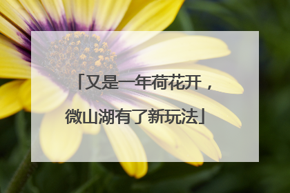 又是一年荷花开，微山湖有了新玩法