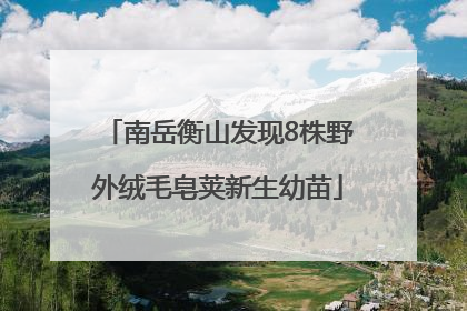 南岳衡山发现8株野外绒毛皂荚新生幼苗