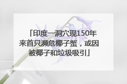 印度一洞穴现150年来首只濒危椰子蟹，或因被椰子和垃圾吸引