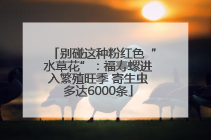 别碰这种粉红色“水草花”：福寿螺进入繁殖旺季 寄生虫多达6000条