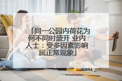同一公园内荷花为何不同时盛开 业内人士：受多因素影响 属正常现象