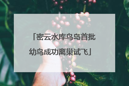 密云水库鸟岛首批幼鸟成功离巢试飞