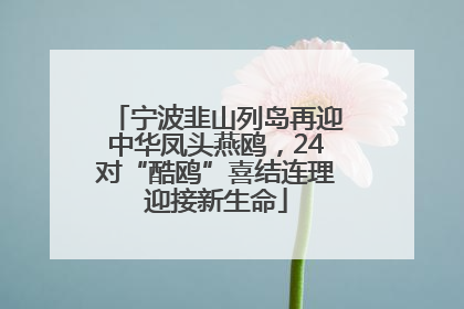 宁波韭山列岛再迎中华凤头燕鸥，24对“酷鸥”喜结连理迎接新生命