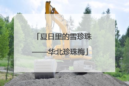 夏日里的雪珍珠——华北珍珠梅