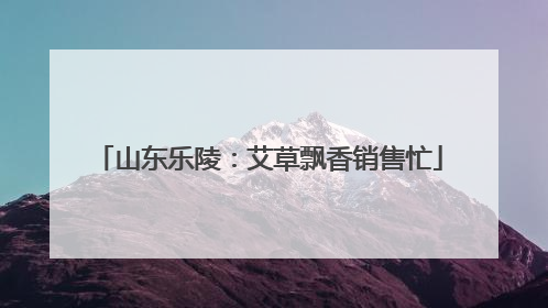山东乐陵：艾草飘香销售忙