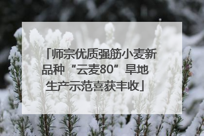 师宗优质强筋小麦新品种“云麦80”旱地生产示范喜获丰收