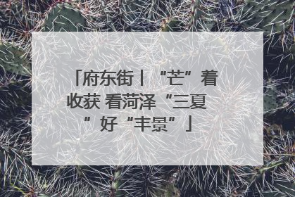 府东街丨“芒”着收获 看菏泽“三夏”好“丰景”