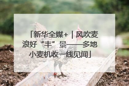 新华全媒+｜风吹麦浪好“丰”景——多地小麦机收一线见闻