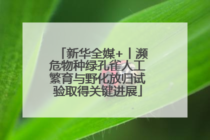 新华全媒+丨濒危物种绿孔雀人工繁育与野化放归试验取得关键进展