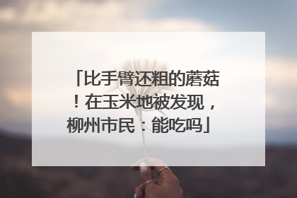 比手臂还粗的蘑菇！在玉米地被发现，柳州市民：能吃吗