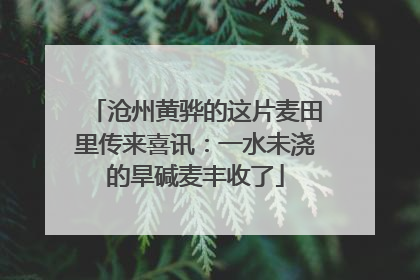 沧州黄骅的这片麦田里传来喜讯：一水未浇的旱碱麦丰收了