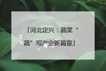 河北定兴：蔬菜“蔬”写产业新篇章
