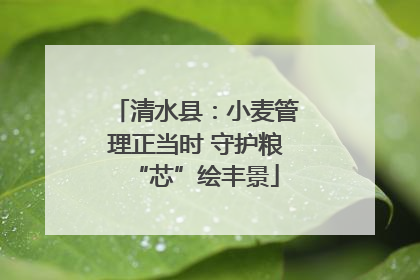 清水县：小麦管理正当时 守护粮“芯”绘丰景