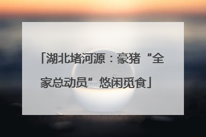 湖北堵河源：豪猪“全家总动员”悠闲觅食