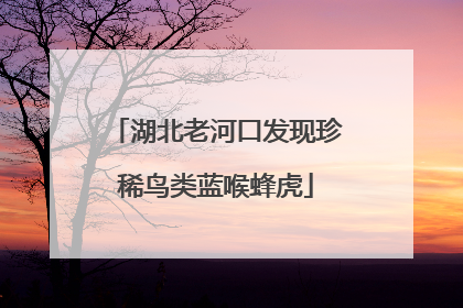 湖北老河口发现珍稀鸟类蓝喉蜂虎