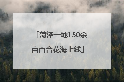 菏泽一地150余亩百合花海上线