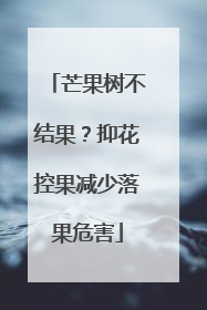 芒果树不结果？抑花控果减少落果危害