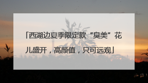 西湖边夏季限定款“臭美”花儿盛开，高颜值，只可远观