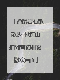 蹭蹭岩石散散步 祁连山拍到雪豹和豺撒欢画面