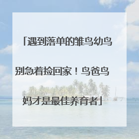 遇到落单的雏鸟幼鸟别急着捡回家！鸟爸鸟妈才是最佳养育者