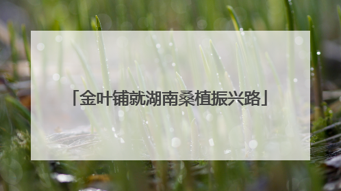 金叶铺就湖南桑植振兴路