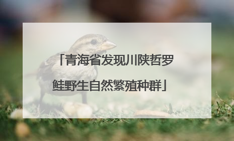 青海省发现川陕哲罗鲑野生自然繁殖种群