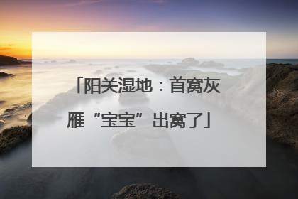 阳关湿地：首窝灰雁“宝宝”出窝了