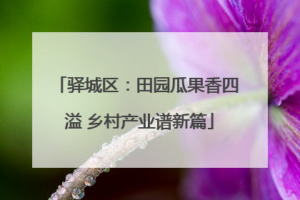 驿城区：田园瓜果香四溢 乡村产业谱新篇
