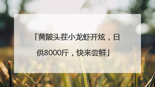 黄陂头茬小龙虾开炫，日供8000斤，快来尝鲜