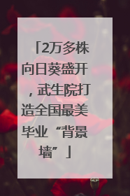 2万多株向日葵盛开，武生院打造全国最美毕业“背景墙”