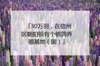 30万羽，在信州区朝阳镇有个鹌鹑养殖基地（图）
